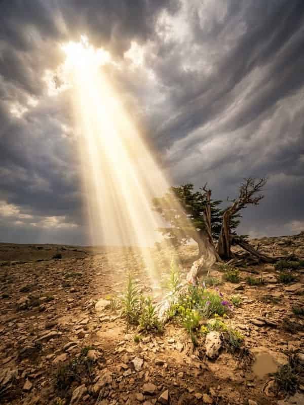 A beam of golden sunlight breaks through dark storm clouds to illuminate an ancient tree and vibrant wildflowers growing in a dry, rocky desert landscape.